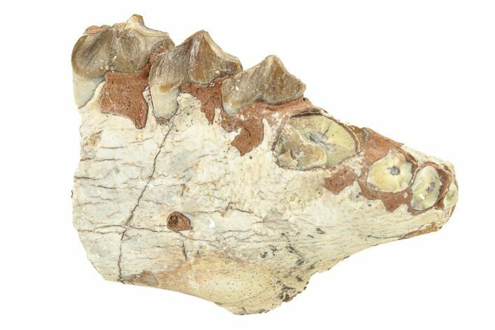 Oreodont (Merycoidodon) Jaw Section - South Dakota #260043